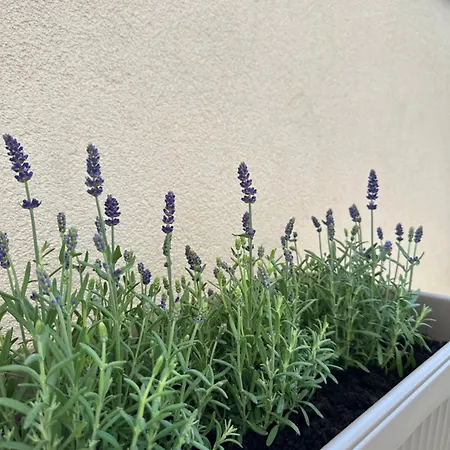 Appartement Luka & Iva